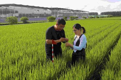 从原粮基地看高端稻米的“成长日记”
