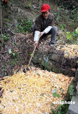 图:三峡柑橘销售遇"寒冬" 倾倒地沟"烂作肥料"